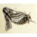 Belted Beauty Lycia zonaria a large egg batch